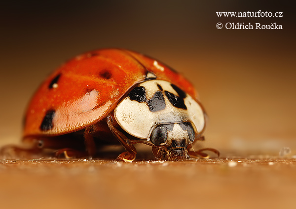 lienka (Harmonia axyridis)