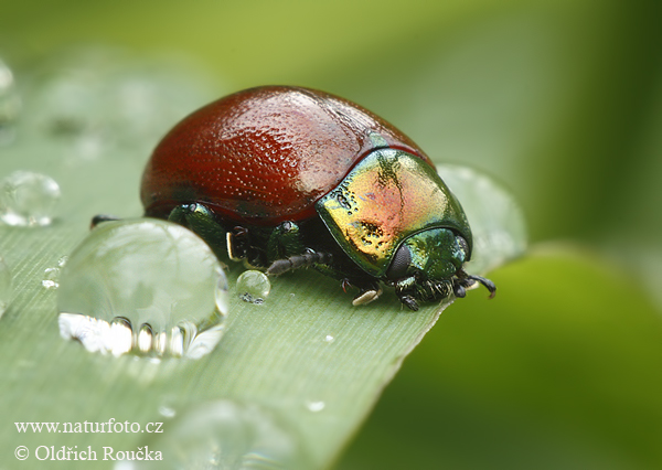 liskavka (Chrysolina polita)