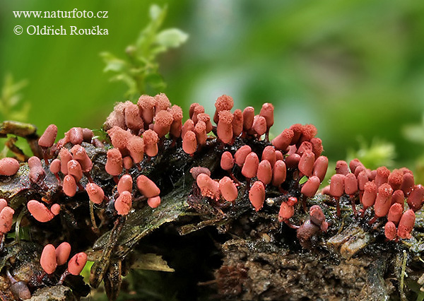 mistička nahá (Arcyria denudata)