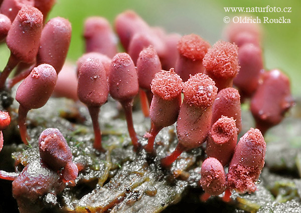 mistička nahá (Arcyria denudata)