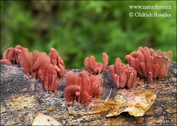 mistička nahá (Arcyria denudata)