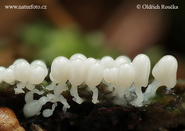 mištička popolavá (Arcyria cinerea)