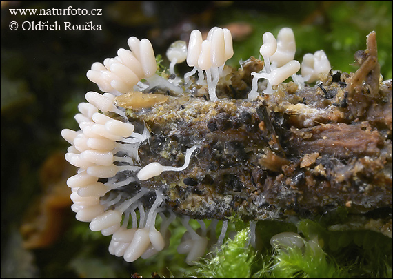 mištička popolavá (Arcyria cinerea)