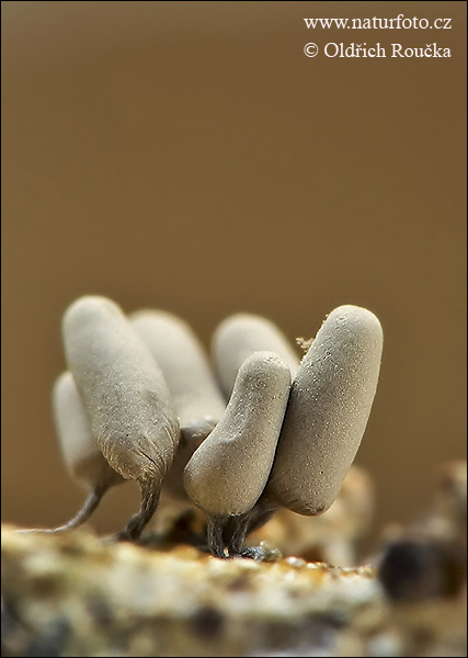 mištička popolavá (Arcyria cinerea)