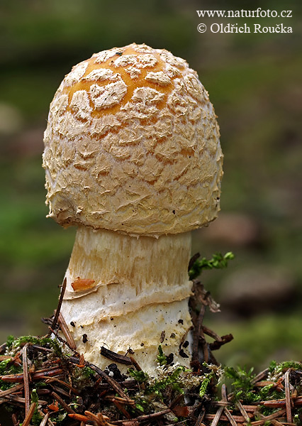 muchotrávka kráľovská (Amanita regalis)