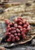 arcyria insignis