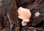 pazdérek (Stemonitis herbatica)
