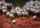 řešetovka hlínová (Cribraria argillacea)