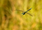 Šídlo modré (Aeshna cyanea)