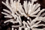 válečkovka keříčkovitá, nerozvětvená varieta (Ceratiomyxa fruticulosa var. descendens)