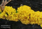 vápenatka nazelenalá (Physarum virescens)