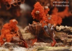 vosnatka červená (Metatrichia vesparium)