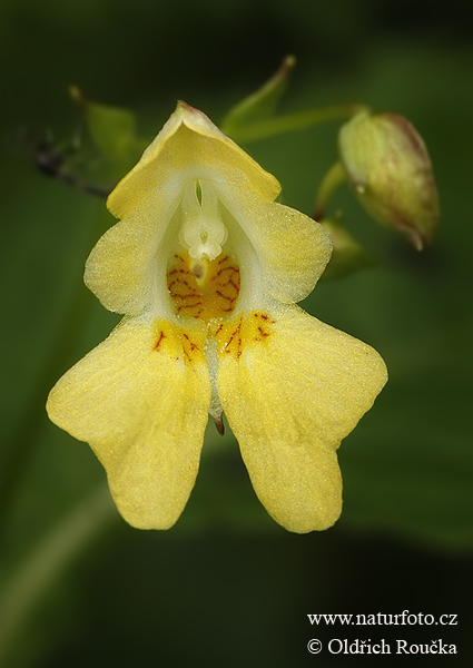 Netýkavka malokvetá (Impatiens parviflora)