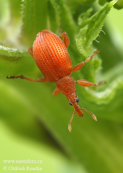 nosánik (Apion frumentarium)