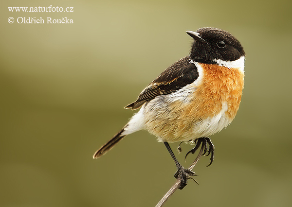 Pŕhľaviar čiernohlavý (Saxicola torquata)