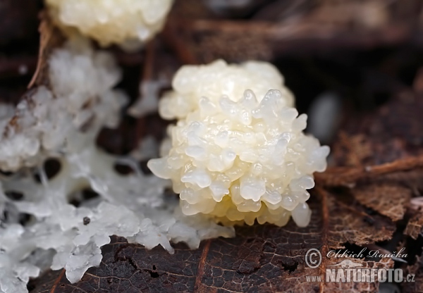 pazdérek (Stemonitis herbatica)