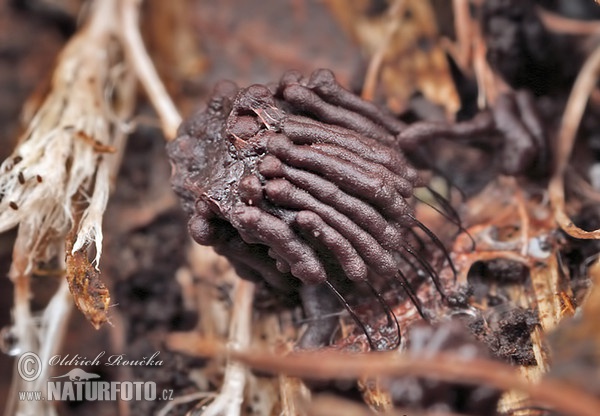 pazderka (Stemonitis herbatica)