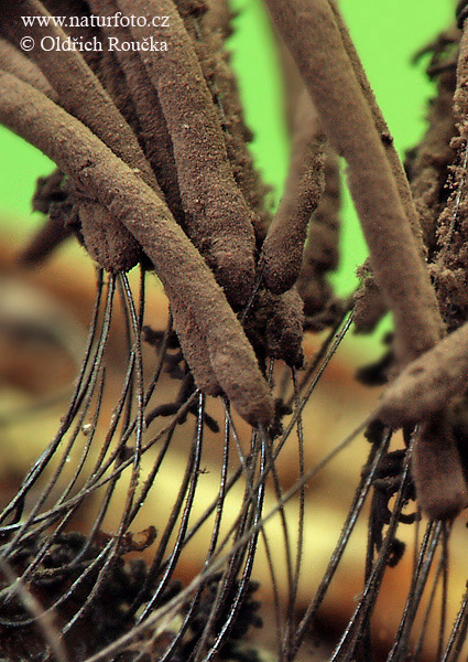 pazderka hnedá (Stemonitis fusca)