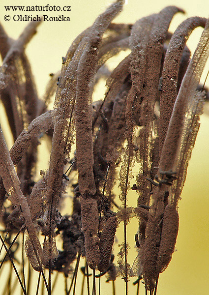 pazderka hnedá (Stemonitis fusca)