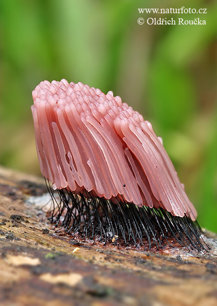 pazderka hnedá (Stemonitis fusca)