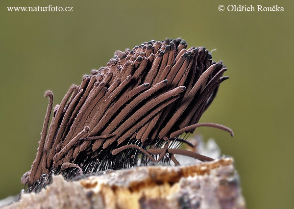 pazderka hnedá (Stemonitis fusca)