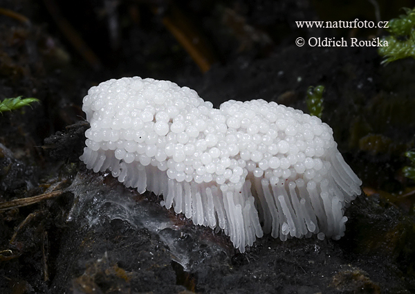 pazderka hnedá (Stemonitis fusca)