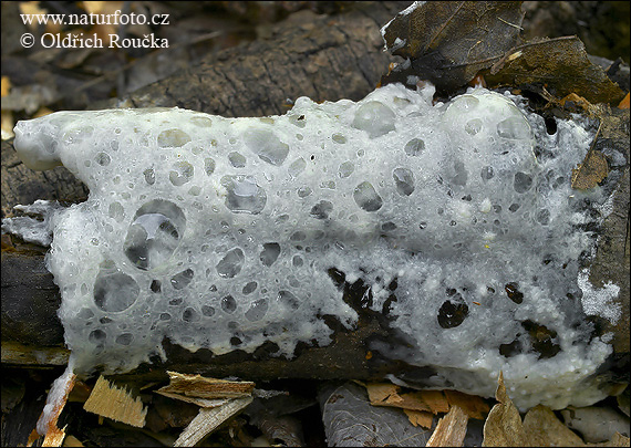 penovka biela (Mucilago crustacea var. crustacea)