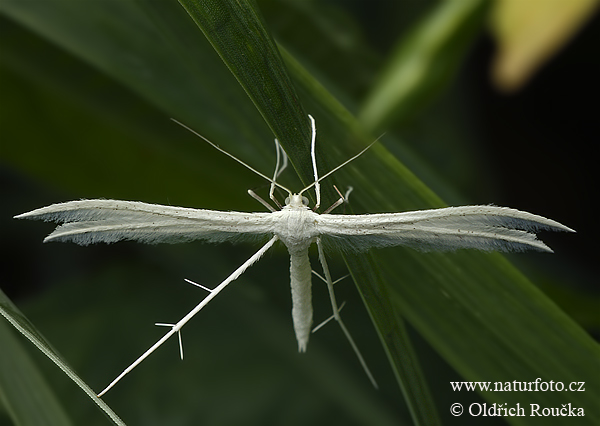 Pierkavec povojový (Pterophorus pentadactyla)