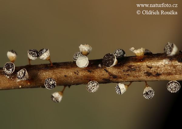 poháreček bělohlavý (Craterium leucocephalum var. leucocephalum)