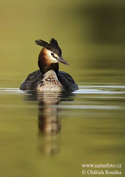 Potápka chochlatá (Podiceps cristatus)