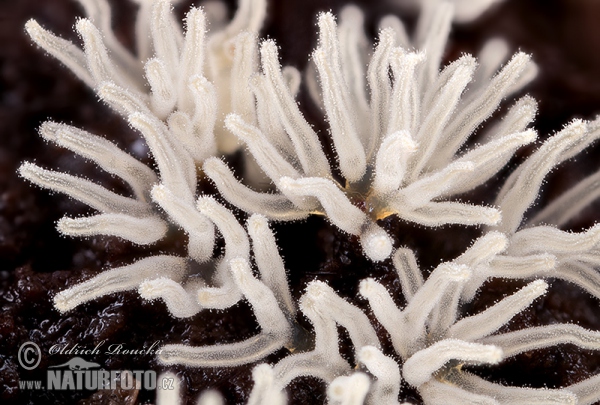 rohačka kríčkovitá, nerozvetvená varieta (Ceratiomyxa fruticulosa var. descendens)