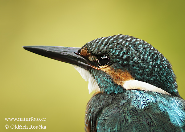 Rybárik riečny (Alcedo atthis)