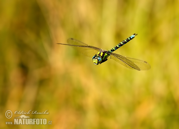 Šídlo modré (Aeshna cyanea)