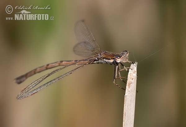 šidlovka hnedá (Sympecma fusca)