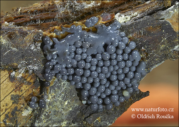 slizovka (Cribraria argillacea)