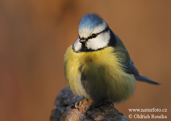 Sýkorka belasá (Cyanistes caeruleus)