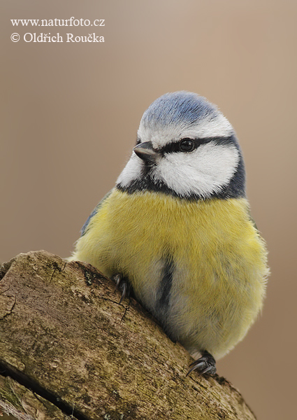 Sýkorka belasá (Cyanistes caeruleus)