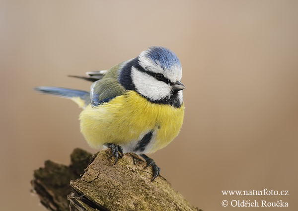 Sýkorka belasá (Cyanistes caeruleus)