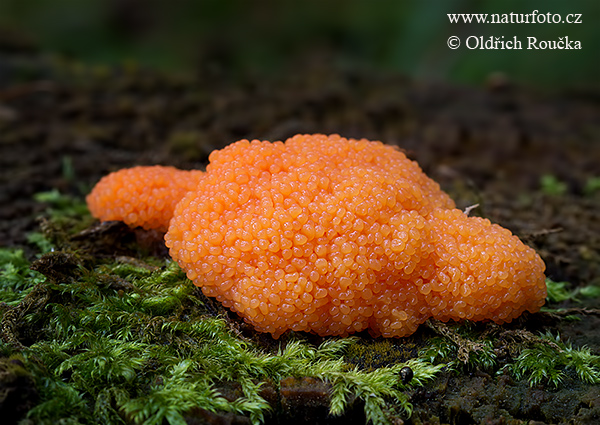 tubifera ferruginosa (Tubifera ferruginosa)