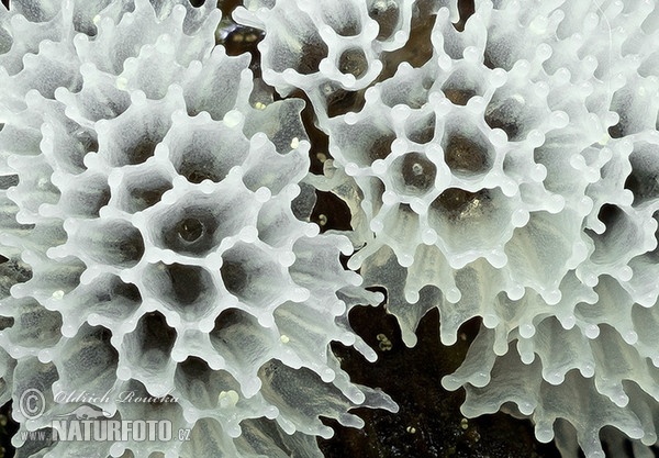 válečkovka keříčkovitá v. síťovitá (Ceratiomyxa fruticulosa var. porioides)