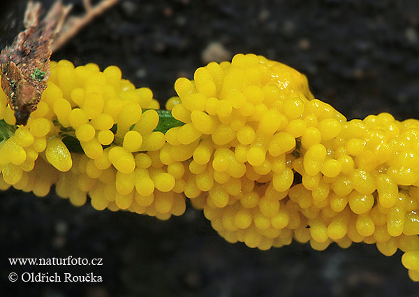 vápnikovec (Physarum virescens)