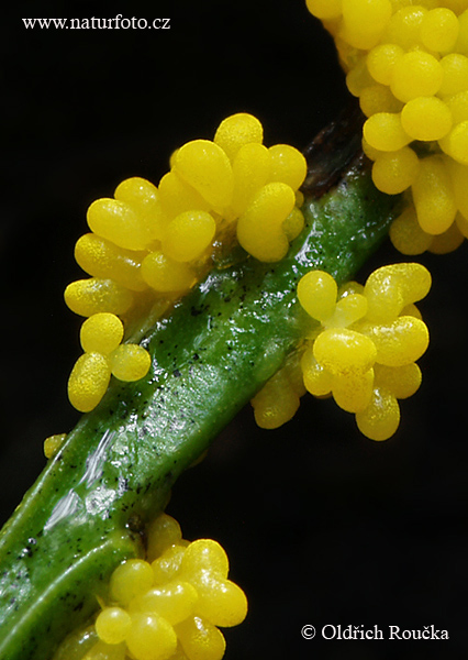 vápnikovec (Physarum virescens)