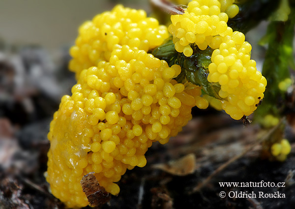 vápnikovec (Physarum virescens)