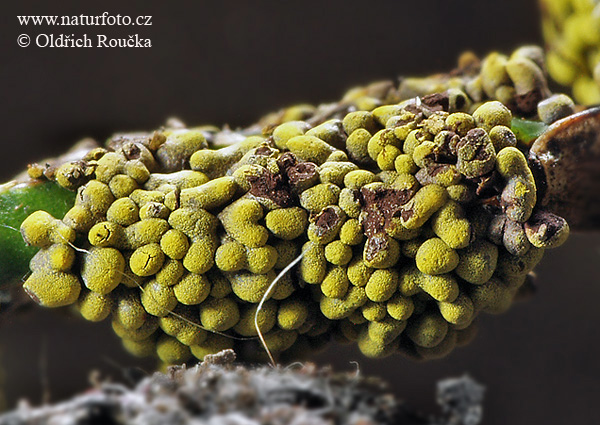 vápnikovec (Physarum virescens)