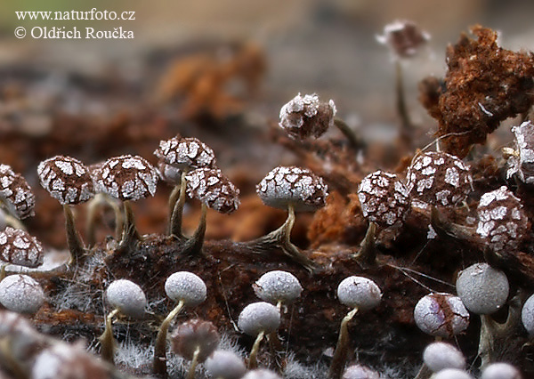 vápnikovec (Physarum nutans)