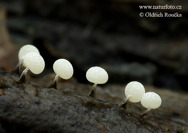 vápnikovec (Physarum nutans)