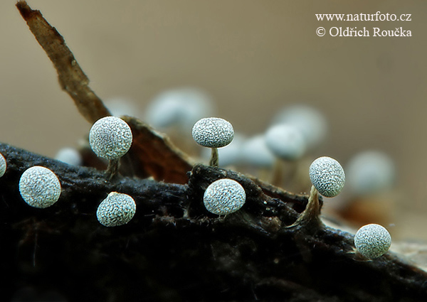 vápnikovec (Physarum nutans)