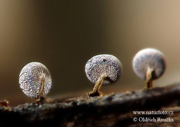 vápnikovec (Physarum nutans)