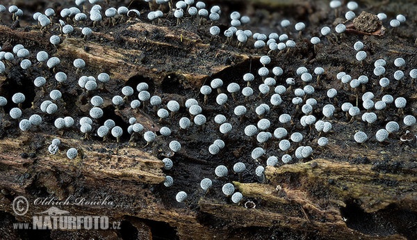 vápnikovec (Physarum nutans)