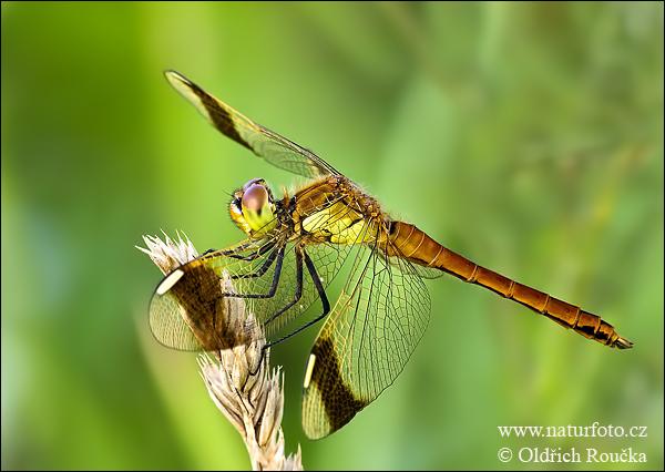 Vážka pásavá (Sympetrum pedemontanum)